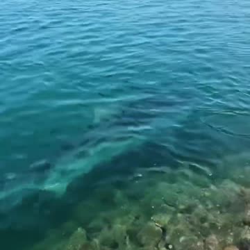 Tiger Shark in Hawaii Boat Harbor!!!