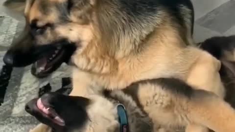 GermanshepherdBuddys