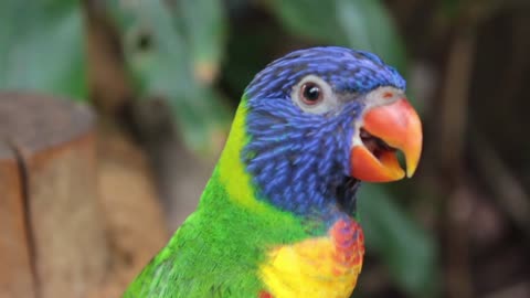 Watch the beauty of the parrot's colors and their harmony