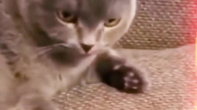 Amazing So Cute 😍 Funny Cat 🐈 😻 🐈‍⬛ #Shortvideo