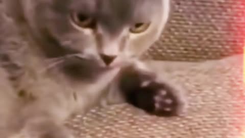 Amazing So Cute 😍 Funny Cat 🐈 😻 🐈‍⬛ #Shortvideo