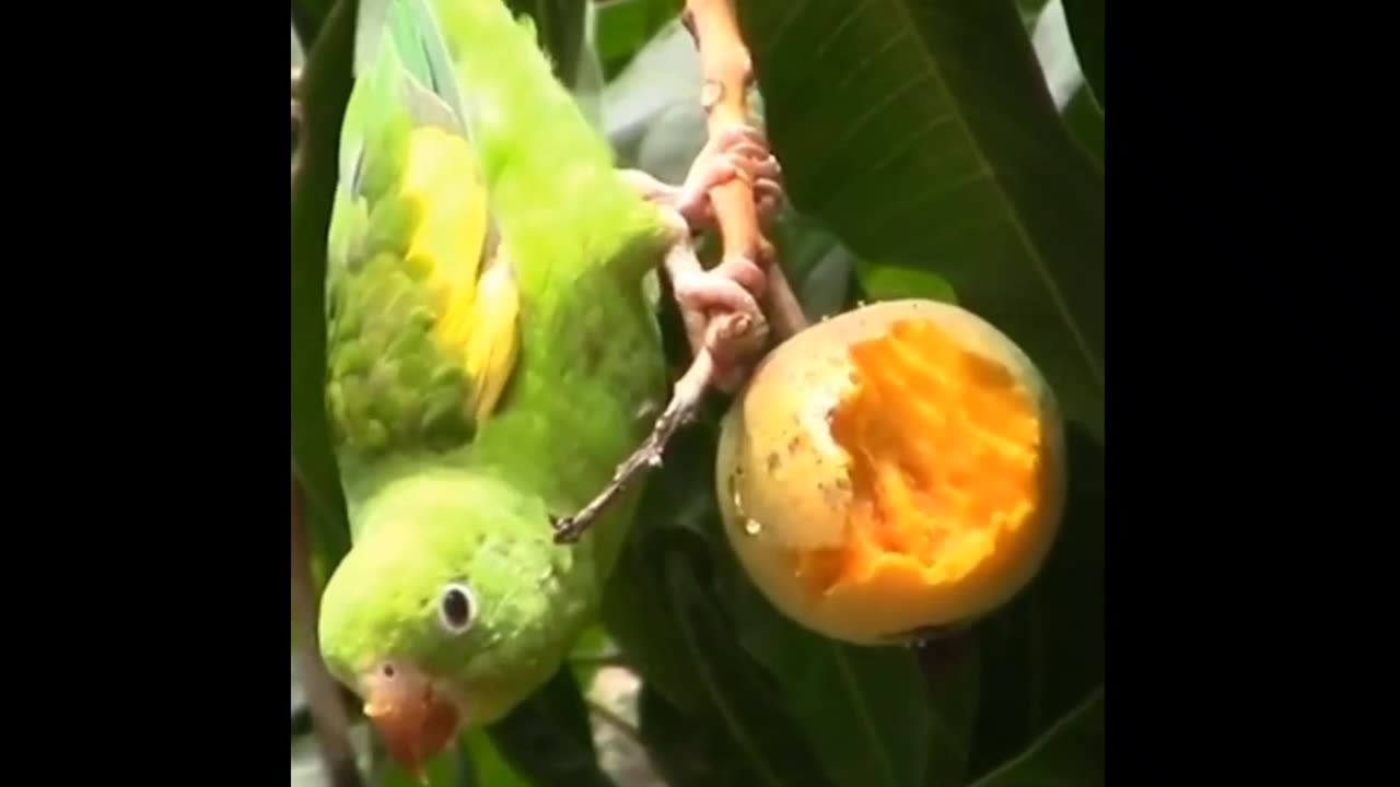 GREEN PARAQUITE SINGING AND EATING