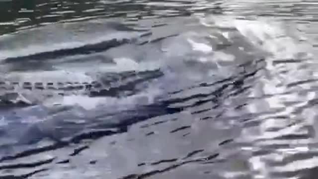 Dolphin-raised caiman can be seen in a river swimming next to the boat