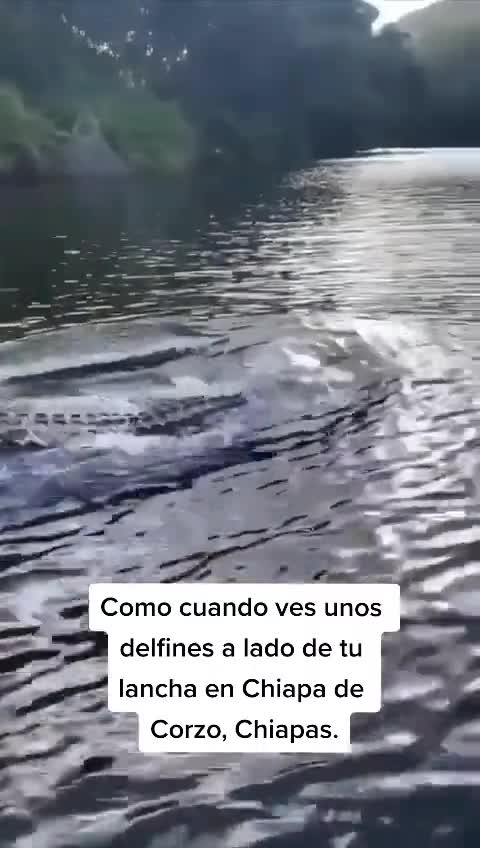 Dolphin-raised caiman can be seen in a river swimming next to the boat