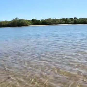 sea turtle stuck on remote mud flats..
