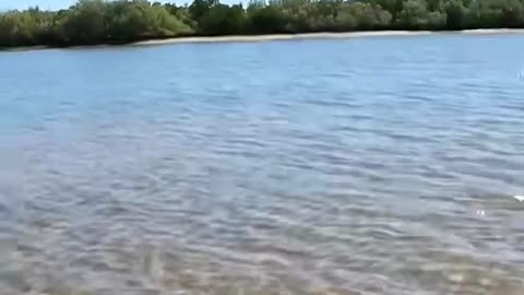 sea turtle stuck on remote mud flats..