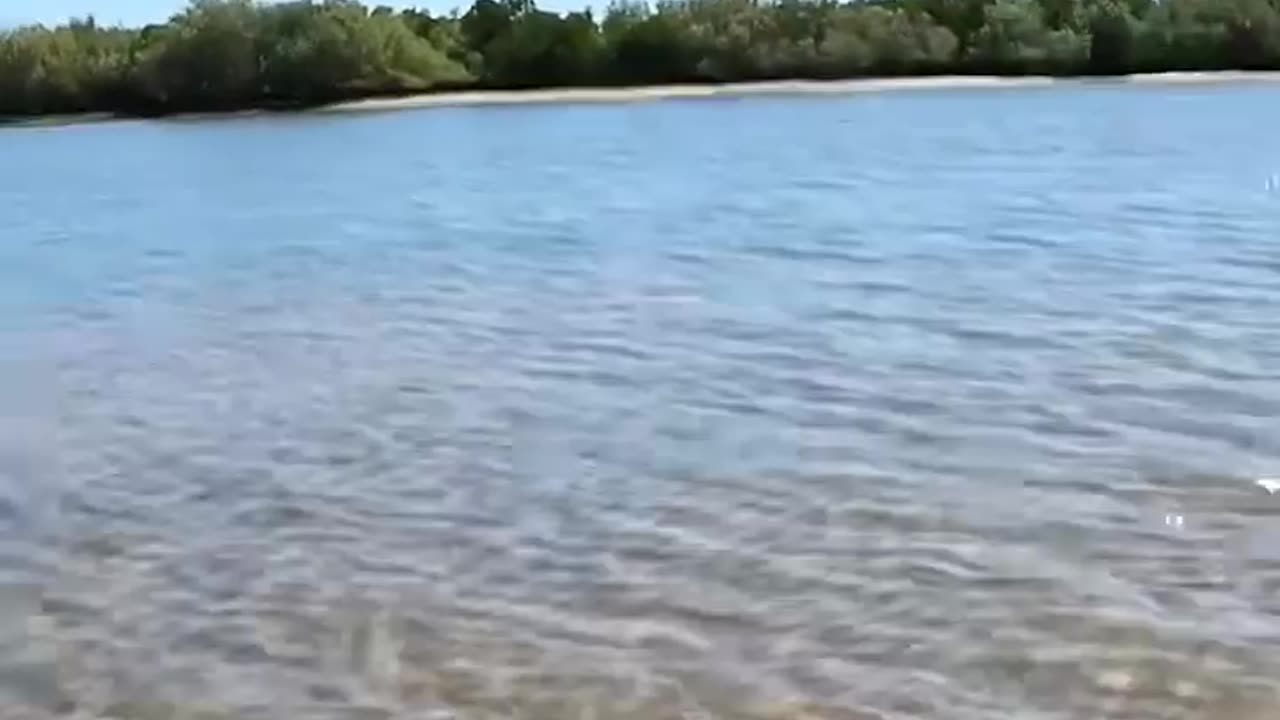 sea turtle stuck on remote mud flats..