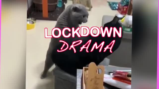 These Cats Can Speak English Better Than Hooman 🙀 LOCKDOWN DRAMA