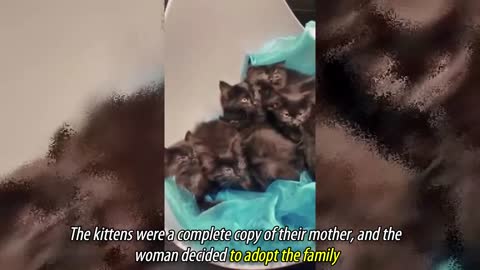 Stray Cat Brings All Her Kittens To A Woman Who Gave Her Food