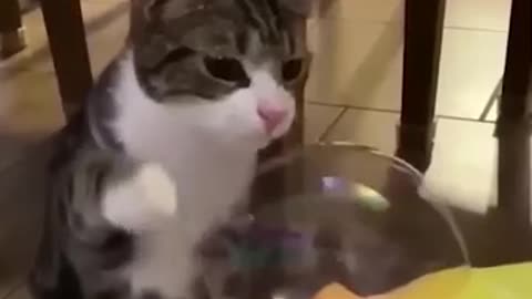 Funny animal video