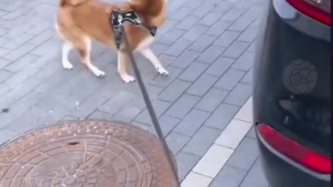 Funny animals moment cute with cat and dog🤣
