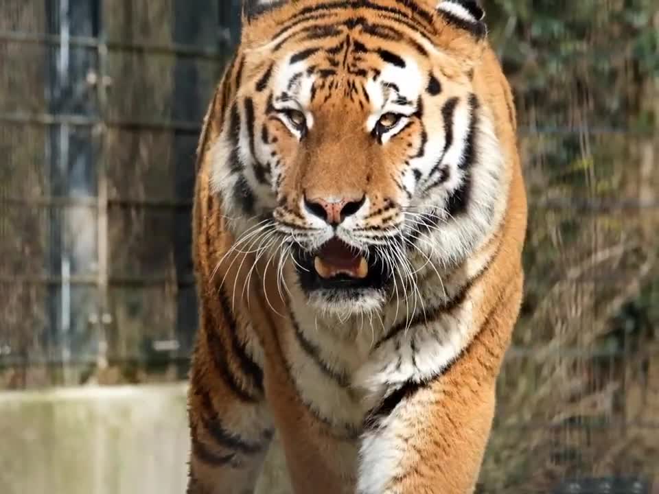 Royal Bangal Tiger