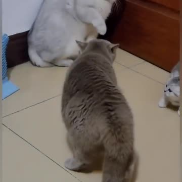 Cat is 🐈😺 #shorts best cat funny video short