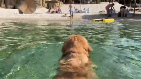 Golden Retriever First Time at The Sea