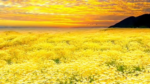 relaxing music, pleasant birdsong, beautiful nature