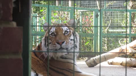 Angry tiger in a cage