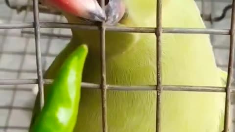 parrot talking 🐦