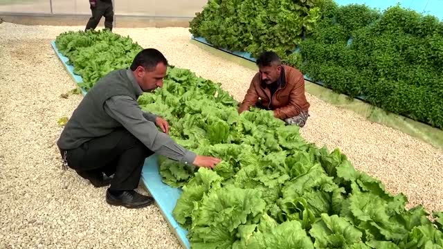 Jordanian aeroponics farm saves 90% of water