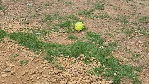 Jelly Belly Cottontail fetch