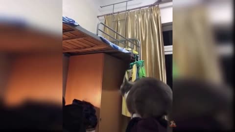 the fat cat could not jump and fell