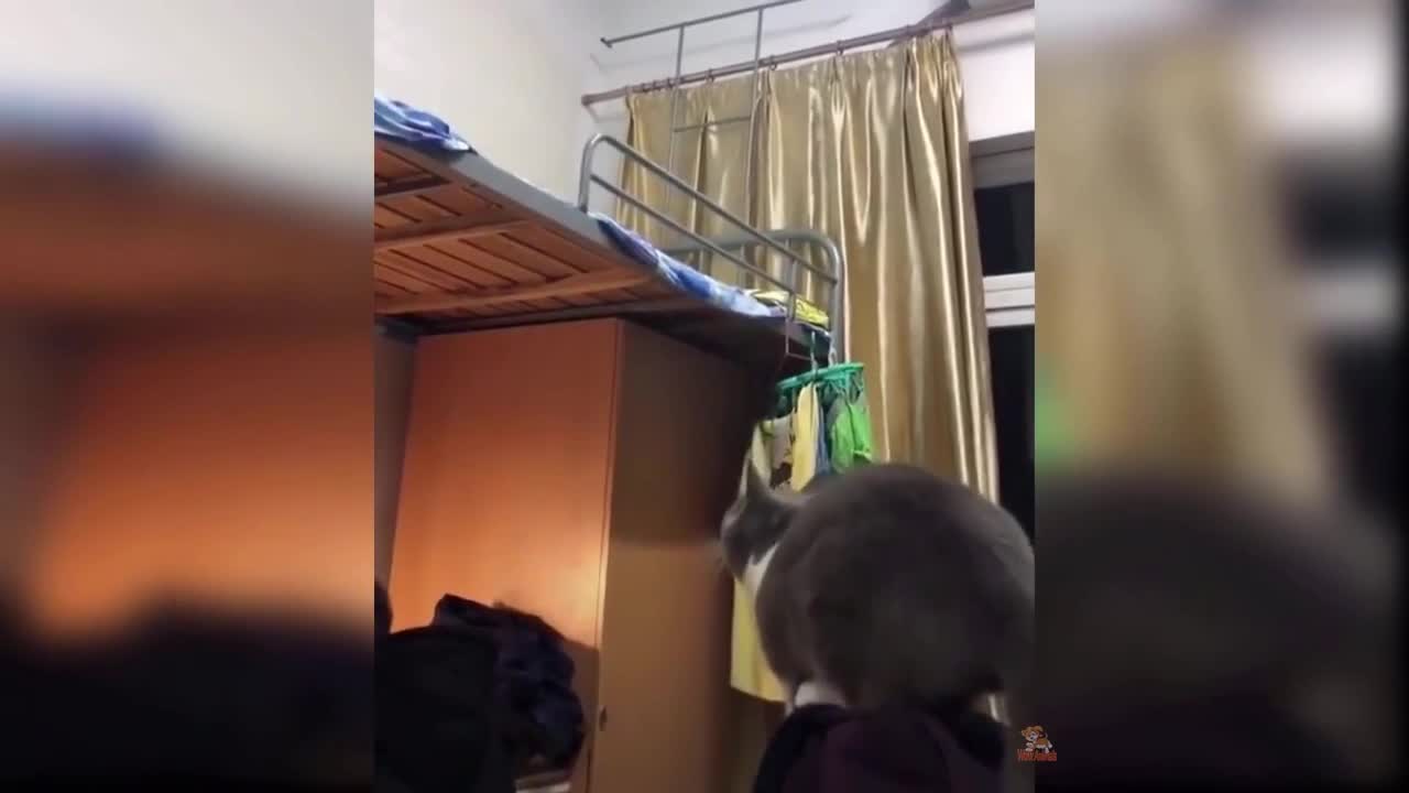the fat cat could not jump and fell