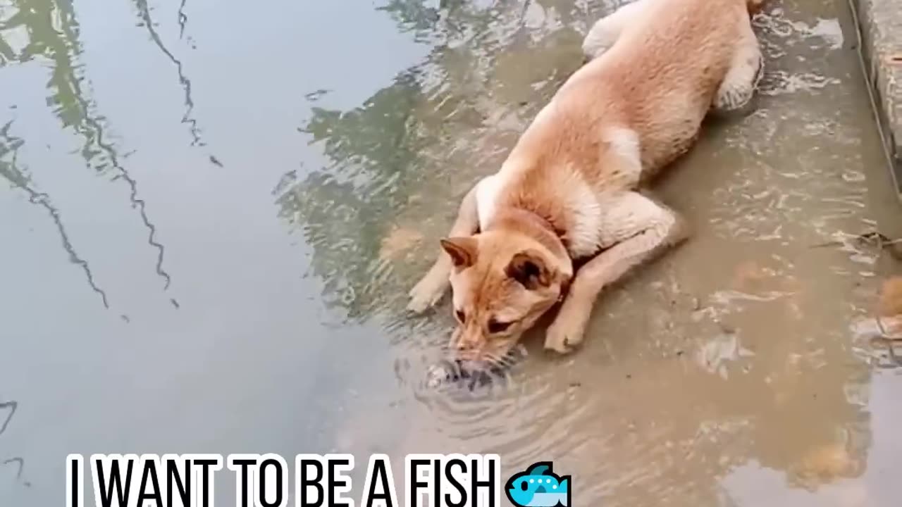 Best Funny Animal Videos Of The 2023 🤣 - Funniest Cats And Dogs Videos 😺😍😂