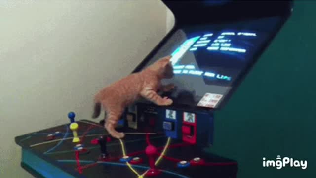 Cat Gif!