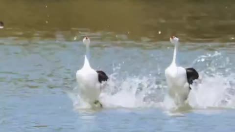 How to make America great again and I will