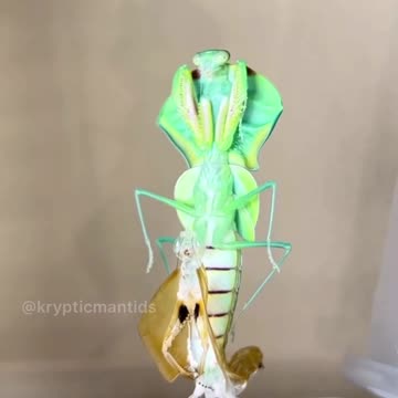 Insane praying mantis transformation will blow your mind