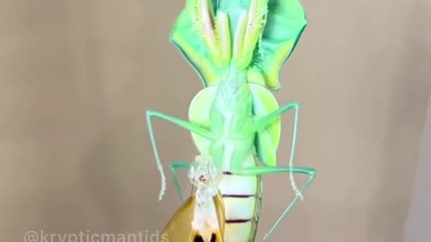 Insane praying mantis transformation will blow your mind