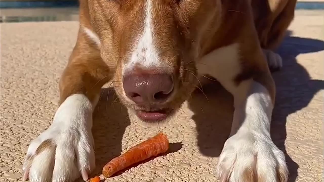 Dental hygiene tips for dogs! 🥕🦷