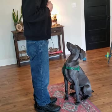 River shaping the stay cue