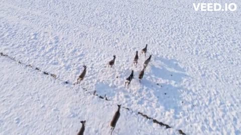 deer running in winter