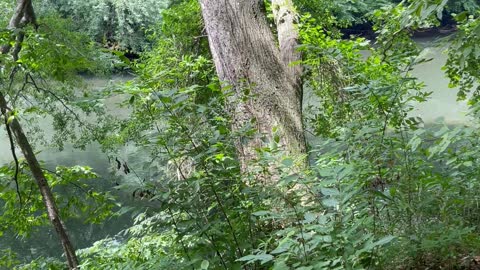 Stumbling Upon a Tree Falling Into the River