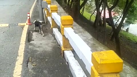 Beautiful dog enjoying in public on mall road