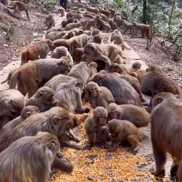 Wild animals are close to each other. Fantastic animals are on Douyin. Everything has spirituality.