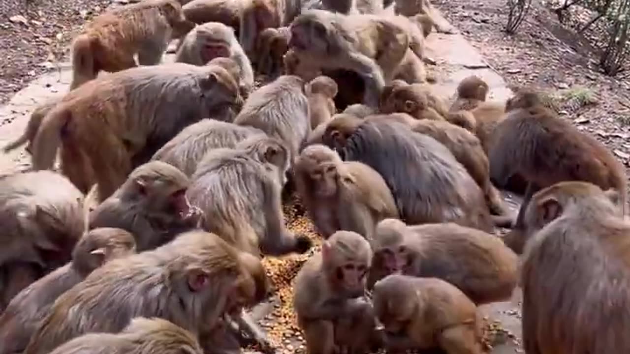 Wild animals are close to each other. Fantastic animals are on Douyin. Everything has spirituality.