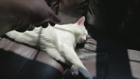 I love the sound our deaf cat makes.