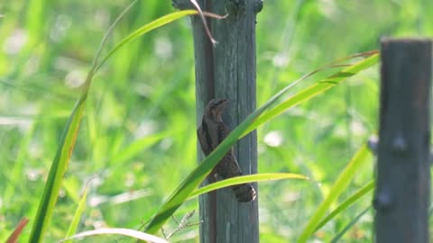 FLW Eurasian Wryneck