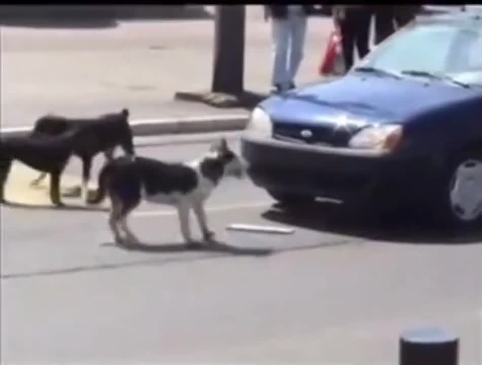 Dog's reaction when you horn on them