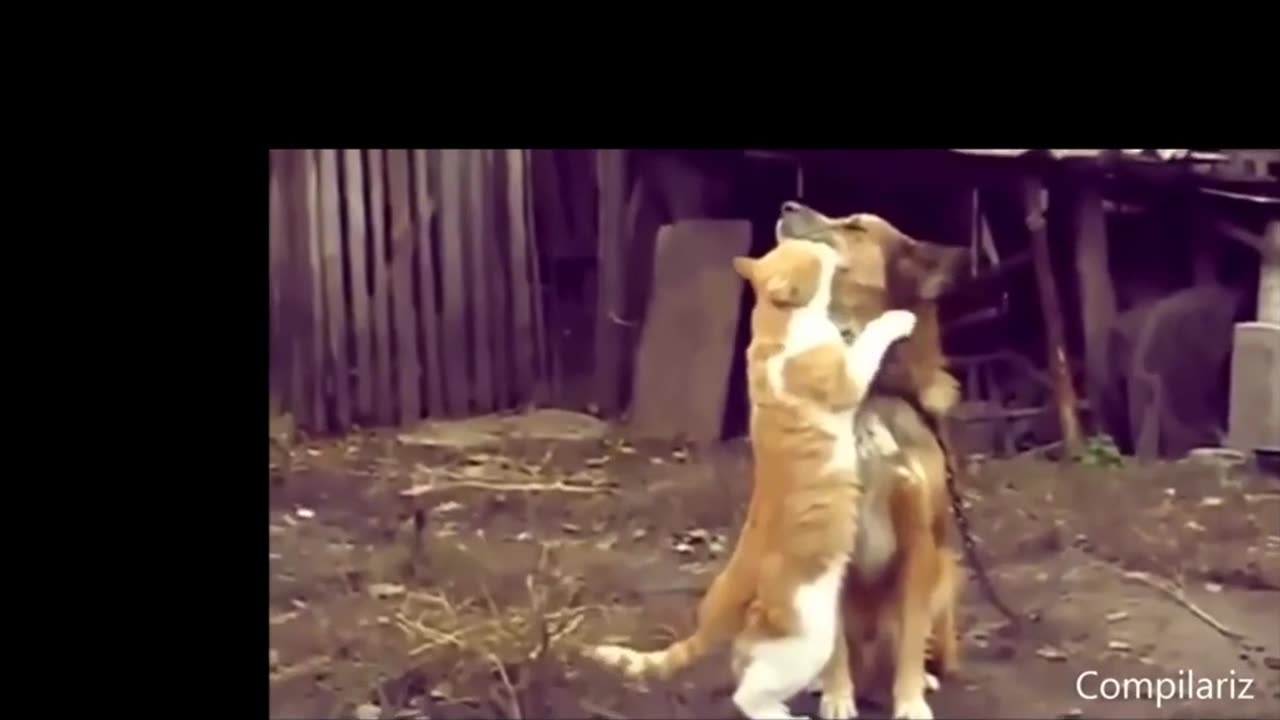 Cute Cat Funny Video 😂