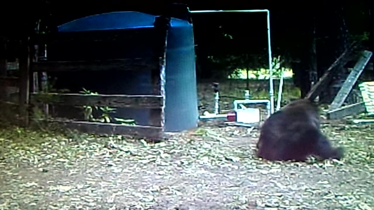 Bear hits himself in the balls: