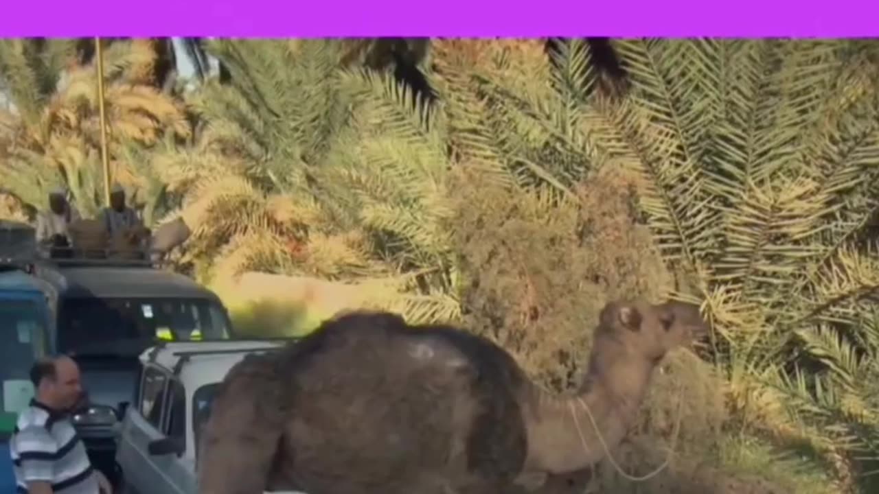 Funny clip