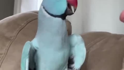 What happened?? #talkingparrot #funnyanimals #funnypets #parrot #indianringneck #cutepets #bird