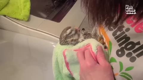 Superb owl,very fantastic