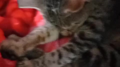 Cat sleeping video