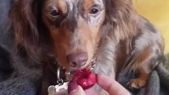 When you feed the dog, it likes to eat fruit