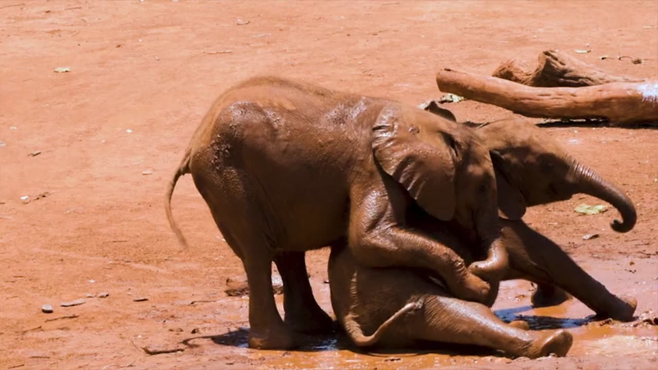 Elephant fight very interesting video must watch