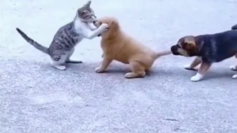 Cute cats and innocent puppies fighting