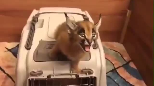 Hear sound small lynx